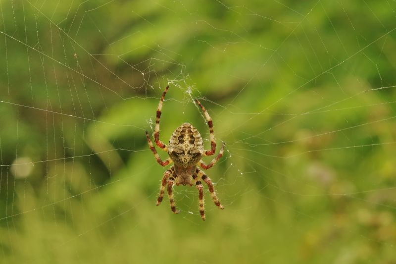 Common Spiders Extermination in Fort Worth, TX