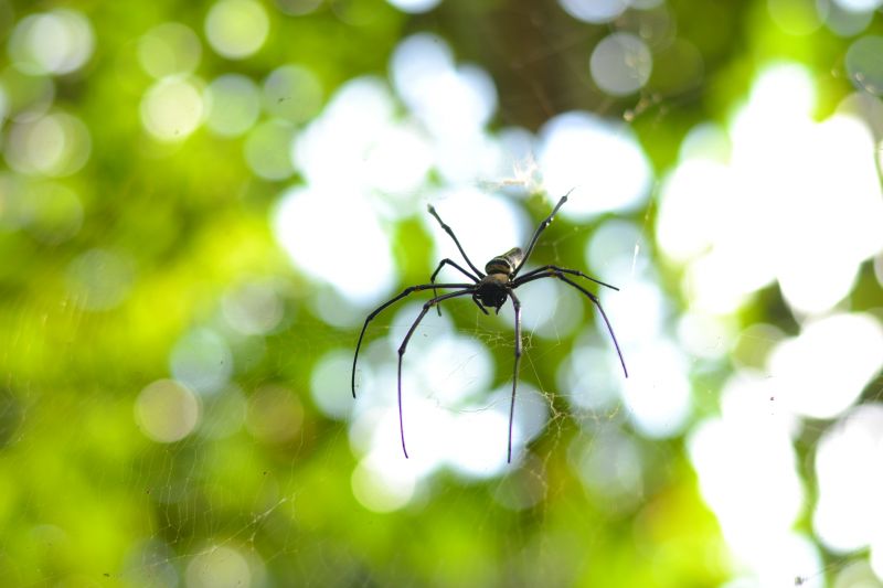 Common Spiders Extermination in Denton, TX