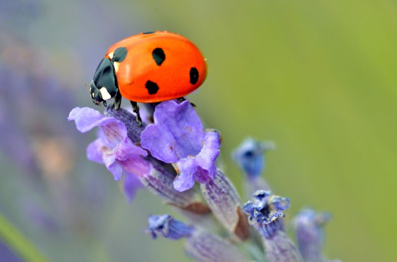 Ladybug Removal in Frisco, TX