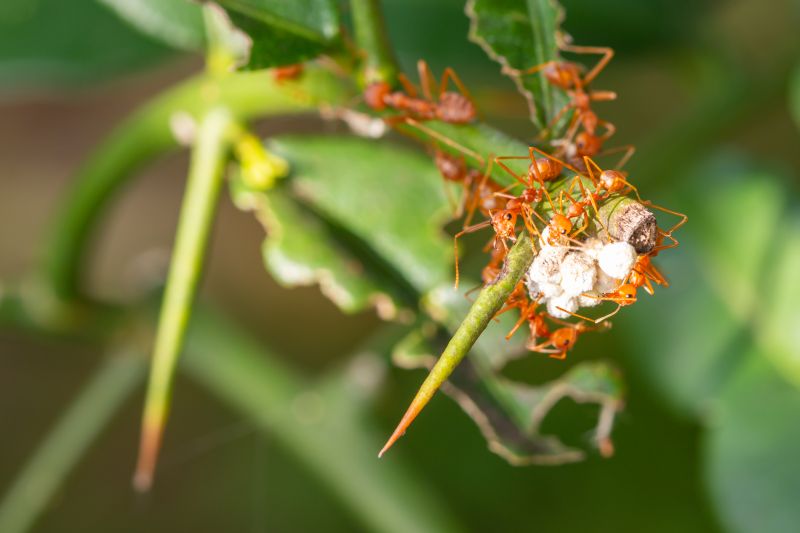 Red Ant Extermination in Mckinney, TX