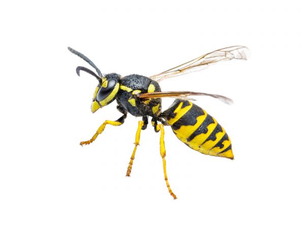 Yellowjacket Control