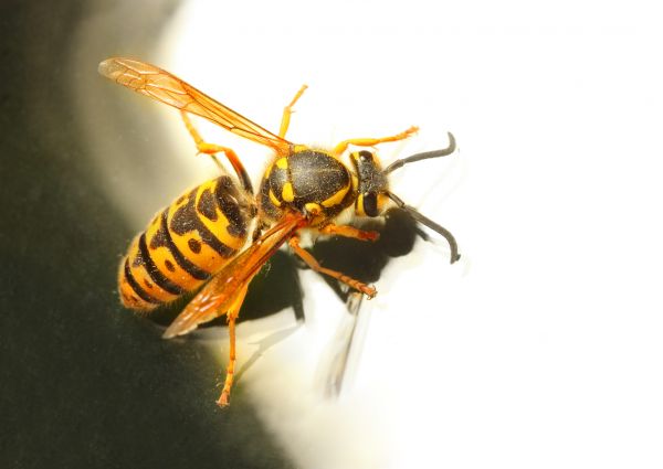 Yellowjacket Pest Control