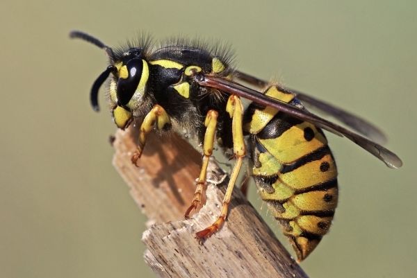 Wasp Elimination
