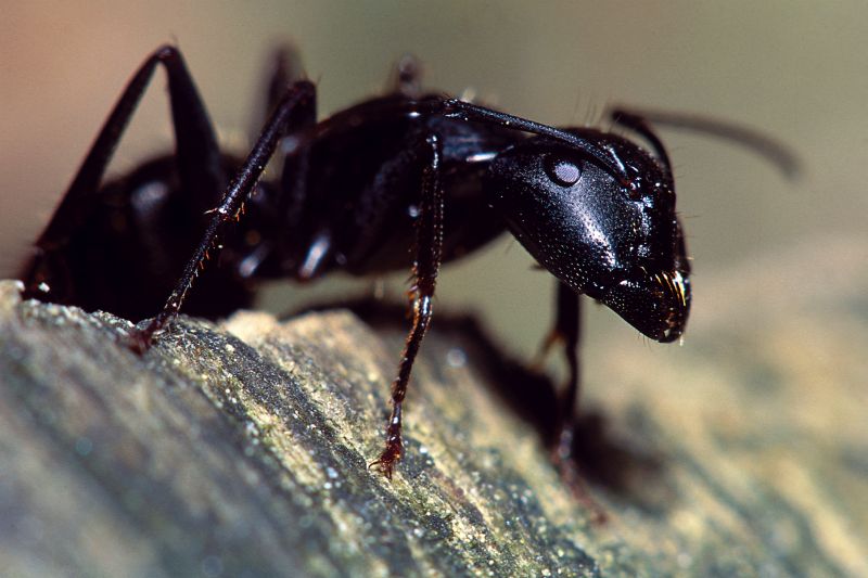 Ants Extermination Service in Katy, TX