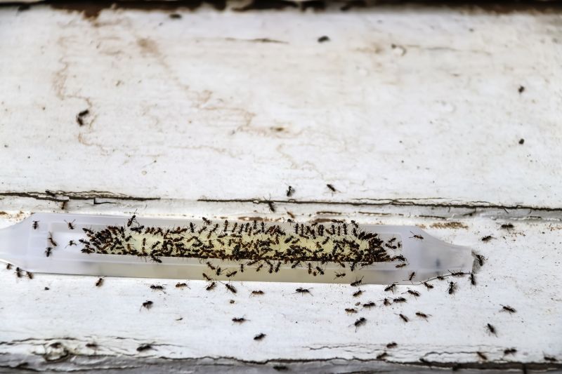 Ants Extermination Service in Arlington, TX