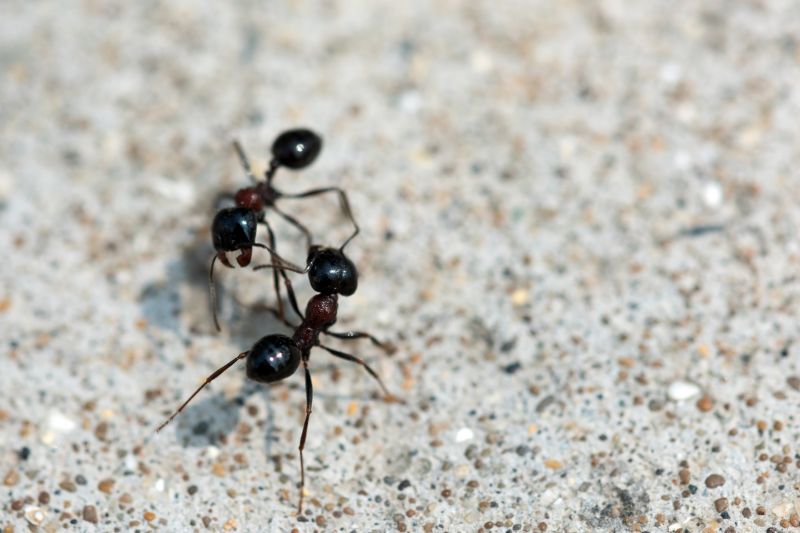 Ants Extermination Service in Frisco, TX