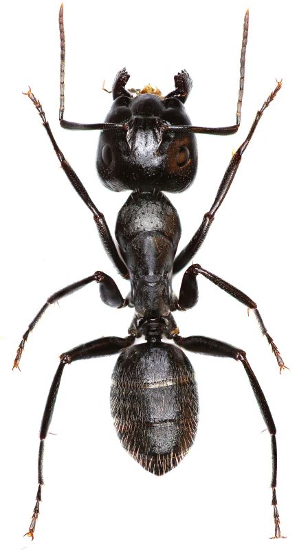 Black Ant Extermination in Rockwall, TX