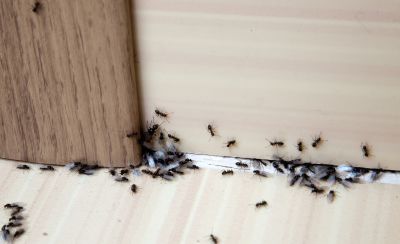 Black Ant Extermination in Fort Worth, TX