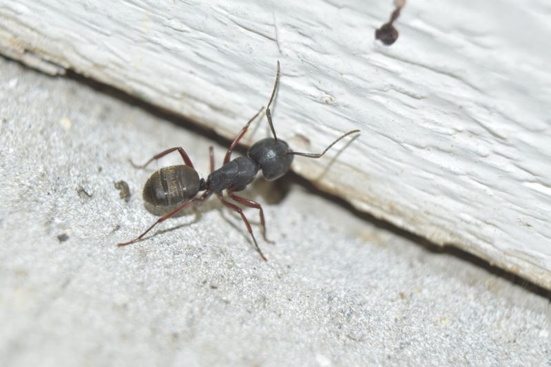 Black Ant Extermination in Denton, TX