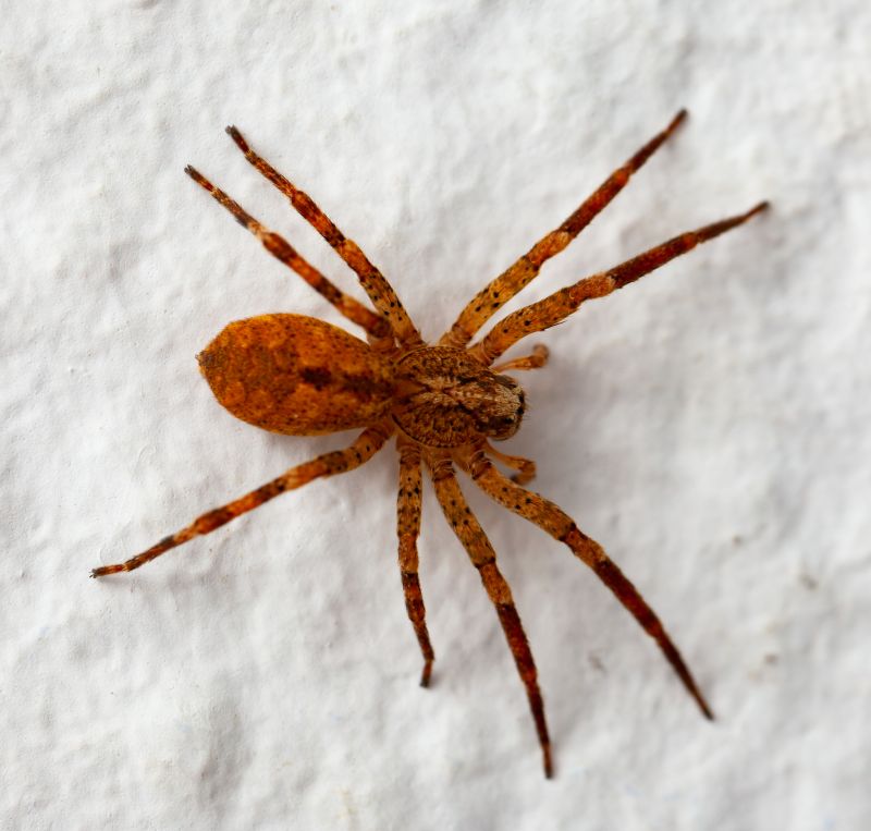 Brown Recluse Extermination in Fort Worth, TX