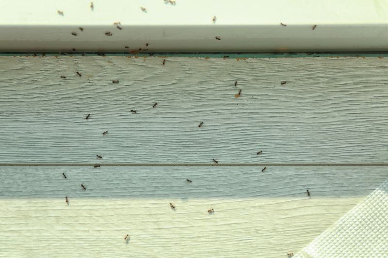 Carpenter Ant Extermination in New Braunfels, TX