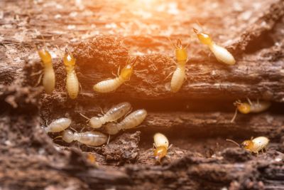 Commercial Termite Removal in Katy, TX