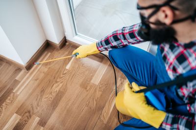 Common Spiders Extermination in Frisco, TX