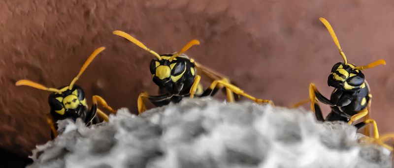Common Stinging Insects That Invade Homes