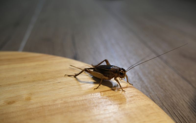 Cricket Control Service in Frisco, TX