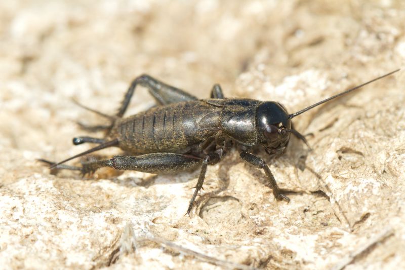 Cricket Control Service in Katy, TX