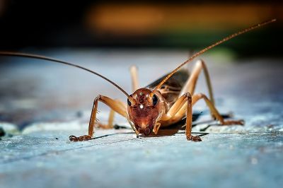 Cricket Control Service in New Braunfels, TX