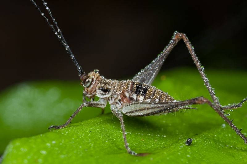 Cricket Prevention in Katy, TX