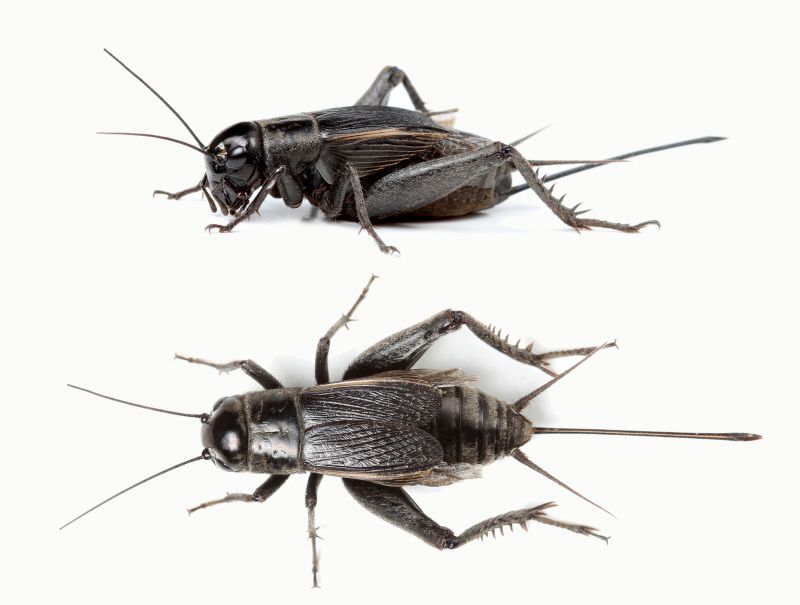 Cricket Prevention in Fort Worth, TX