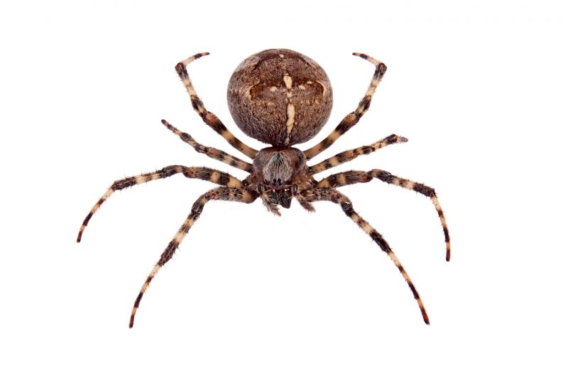 Cross Spider Extermination in Denton, TX