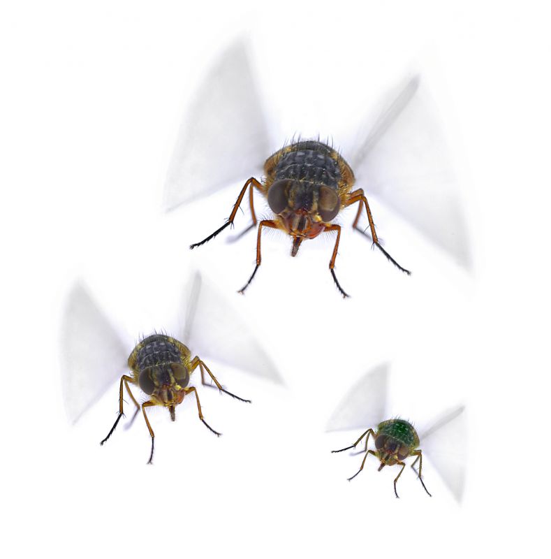 Fly Control Service in Rockwall, TX