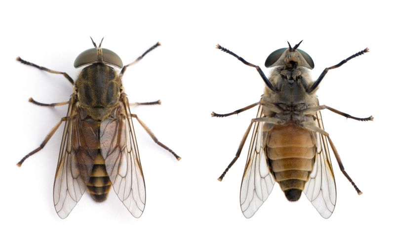 Fly Extermination in New Braunfels, TX