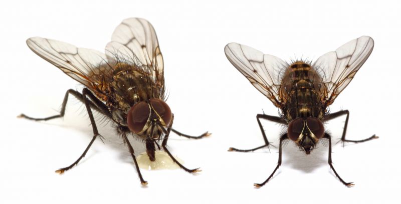 Fly Extermination in Frisco, TX