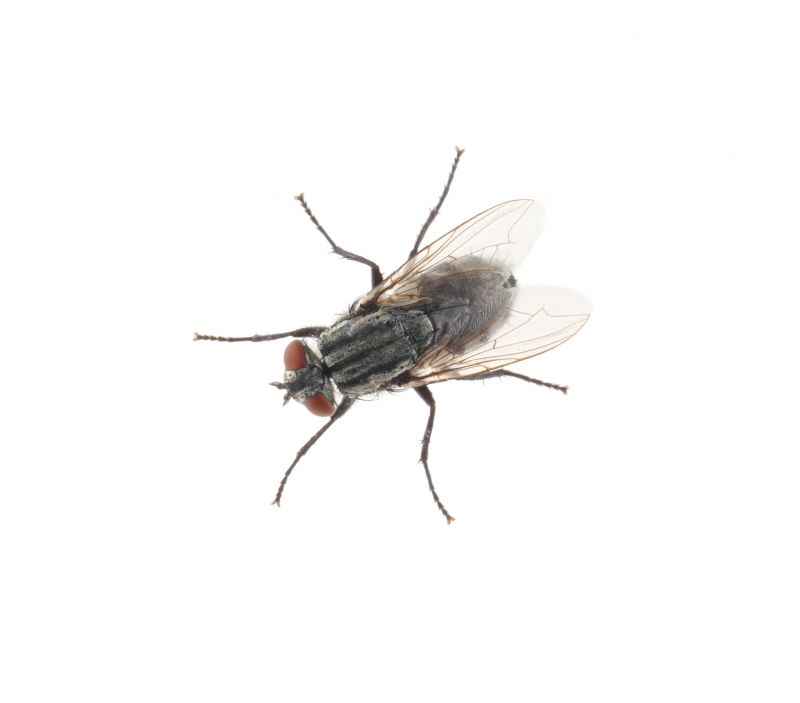 Fly Extermination in Denton, TX