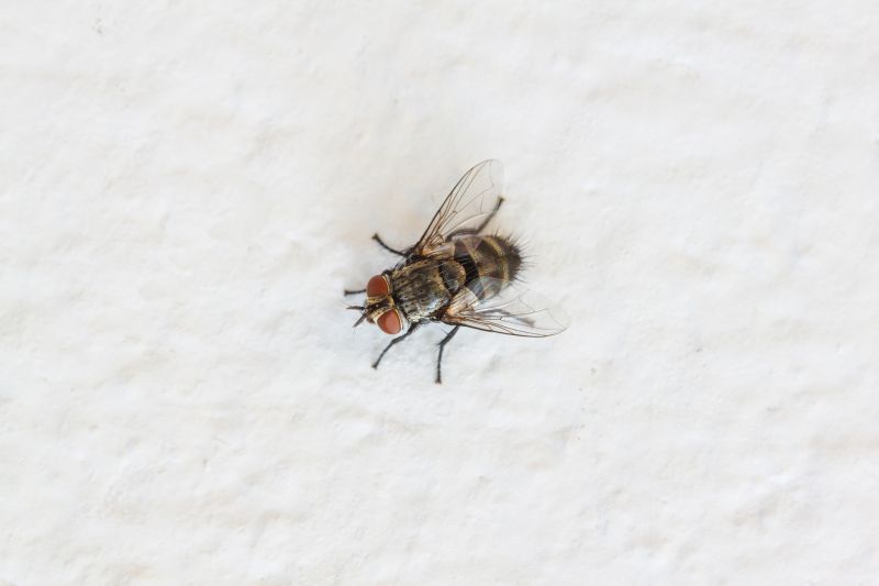 Fly Extermination in Katy, TX
