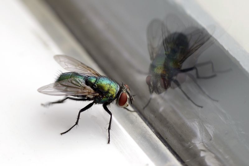 Fly Pest Control in Mckinney, TX
