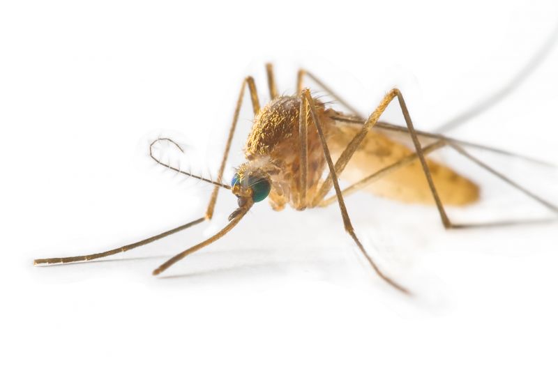 Mosquitoes Pest Control in Rockwall, TX