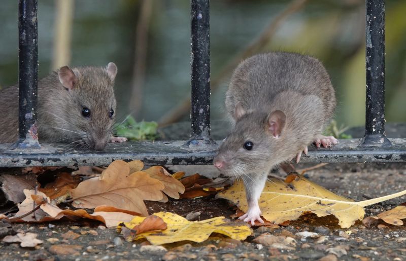 Rat Fumigation Service in Fort Collins, CO