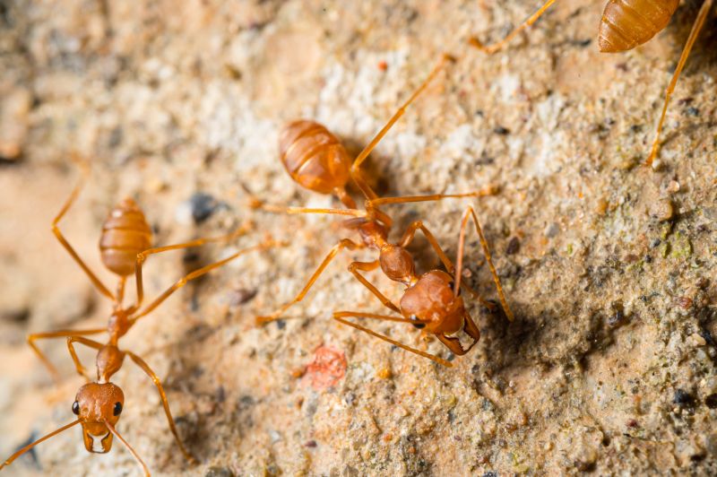 Red Ant Extermination in Fort Worth, TX