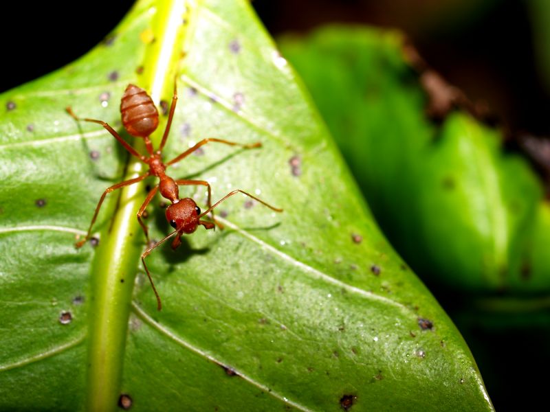 Red Ant Extermination in Denton, TX
