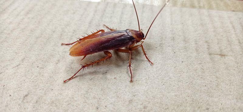 Roach Fumigation in Wilmington, DE