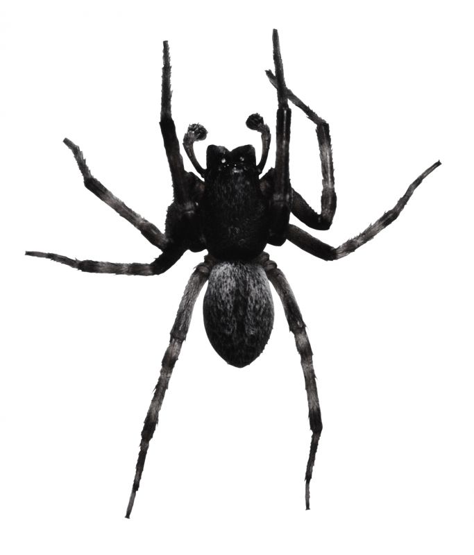 Spider Extermination Service in Frisco, TX