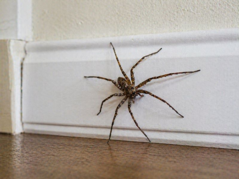 Spider Extermination Service in Mckinney, TX