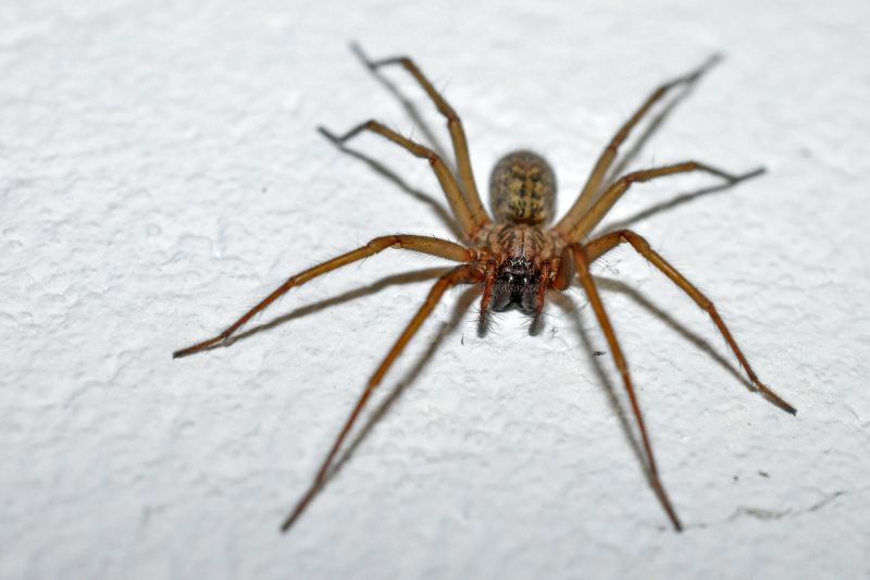 Spider Extermination Service in Mckinney, TX