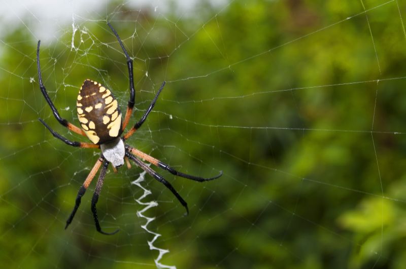 Spider Fumigation Service in Santa Fe, NM