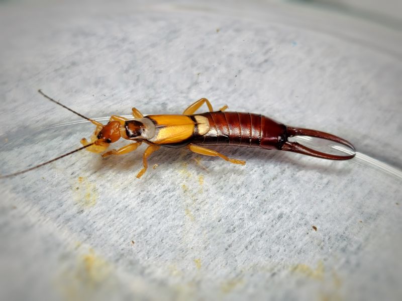 Spring Insect Emergence