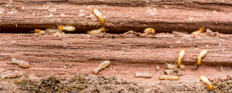 Termite Infestation Service in Frisco, TX
