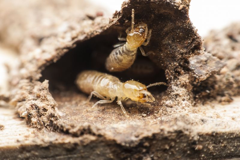 Termite Infestation Service in Katy, TX