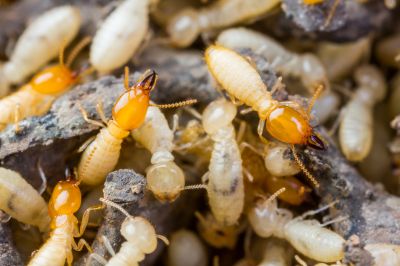 Termite Infestation Service in Katy, TX