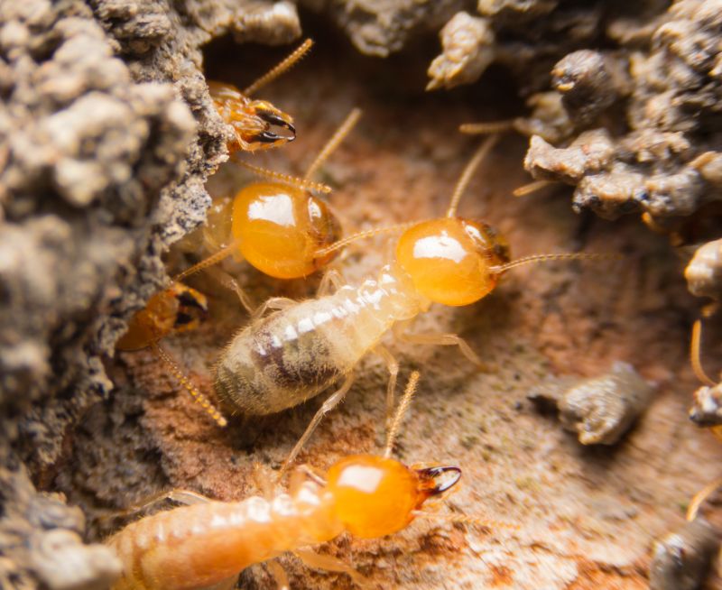 Termite Inspection Service in Katy, TX