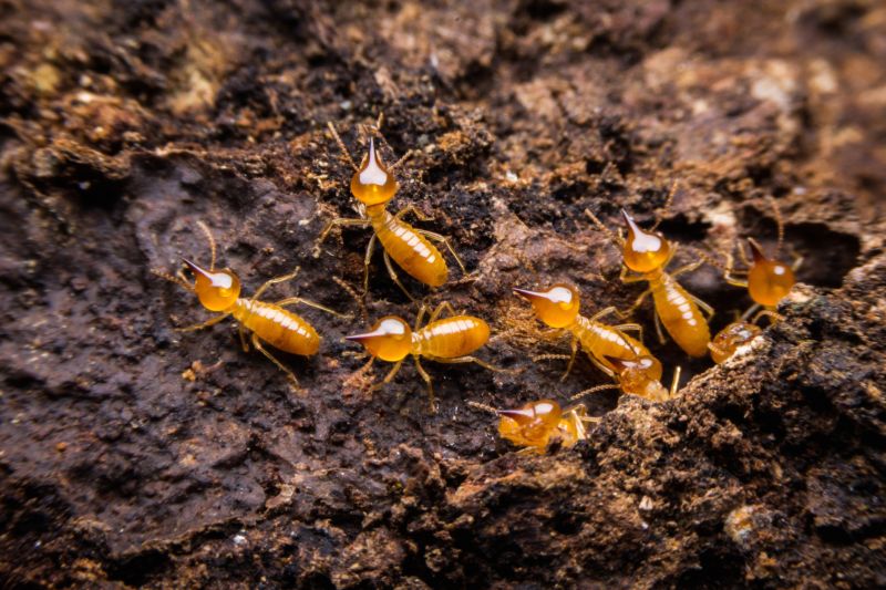 Termite Service in Katy, TX