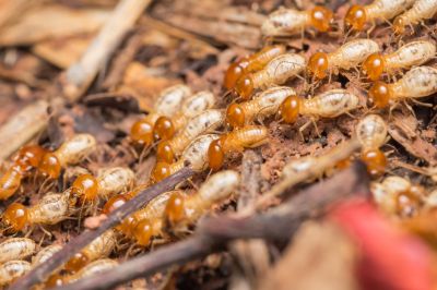 Termite Treatment Service in Katy, TX