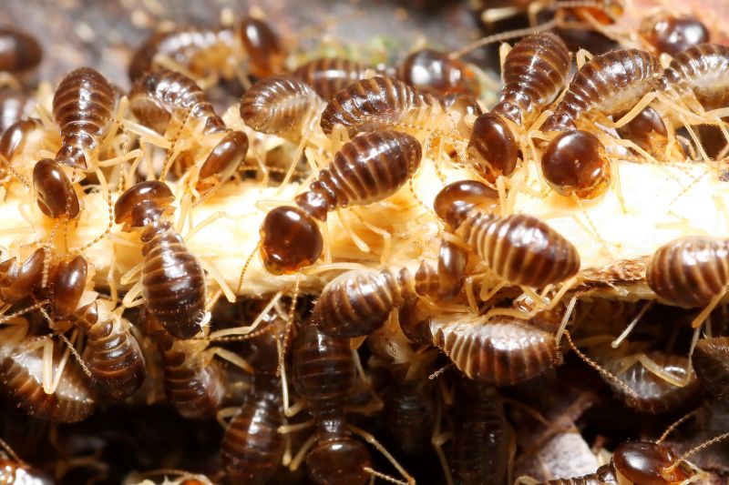 Winged Termite Extermination