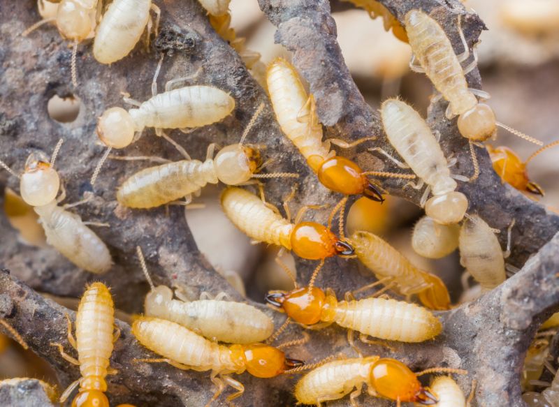 Winged Termite Extermination in Frisco, TX