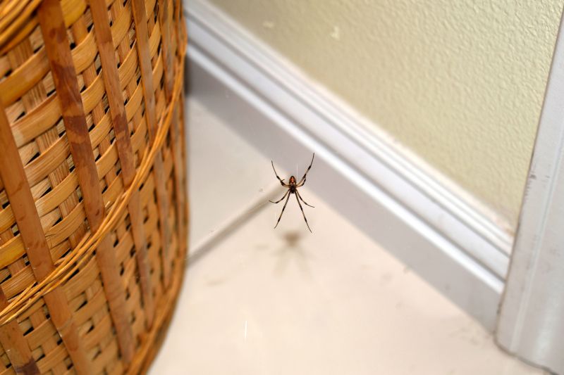 Wolf Spider Removal in Denton, TX