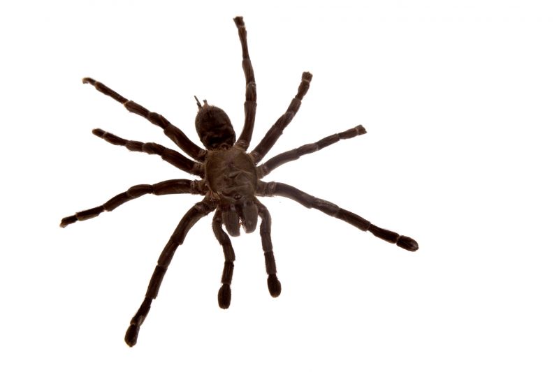 Wolf Spider Removal in Denton, TX
